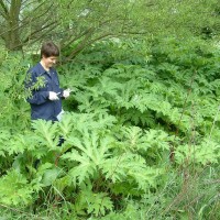 Giant Hogweed